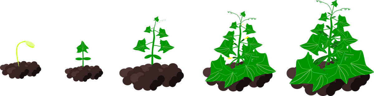 Growth cycle of a cucumber plant from seedling to vegetable.