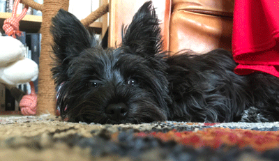 Bourbon, Yorkie-westie crossbreed school dog